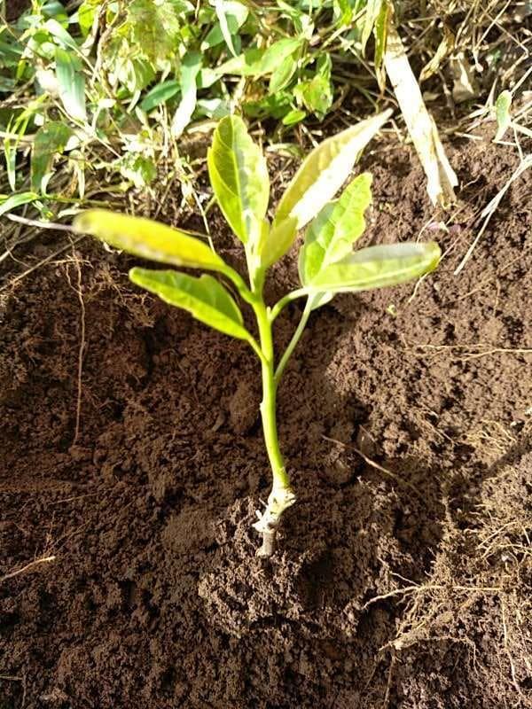 tree image