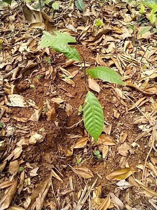 tree image
