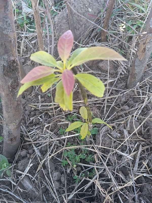 tree image