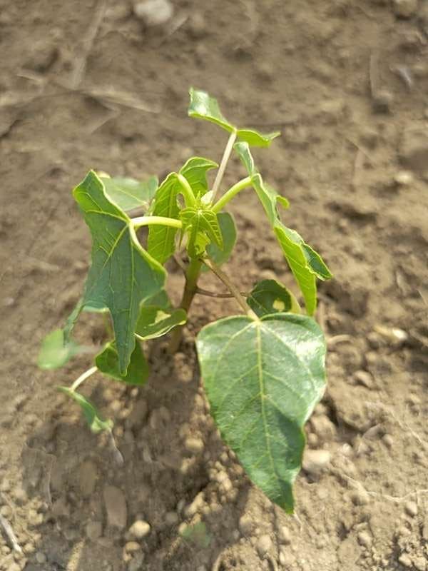 tree image