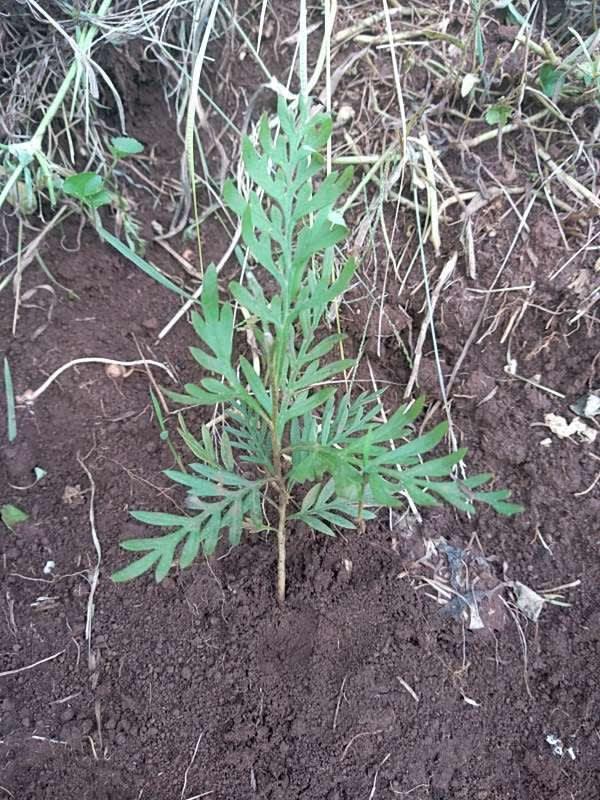 tree image