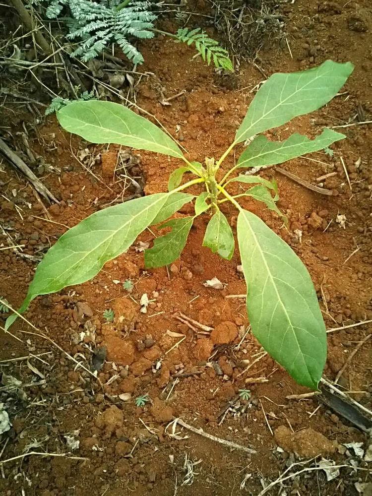 tree image