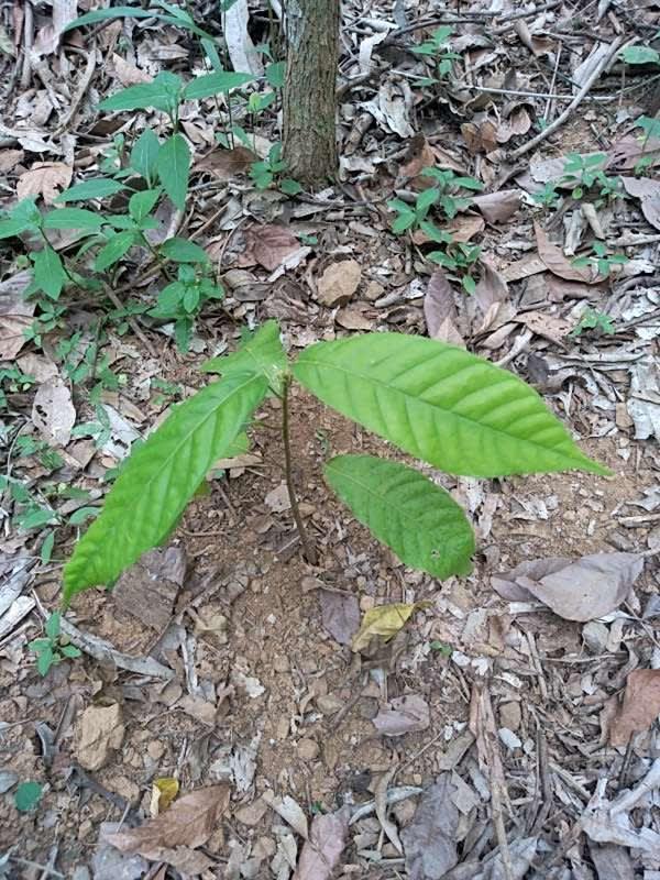 tree image