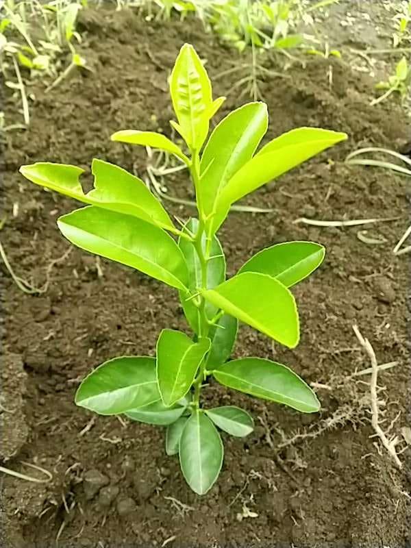 tree image