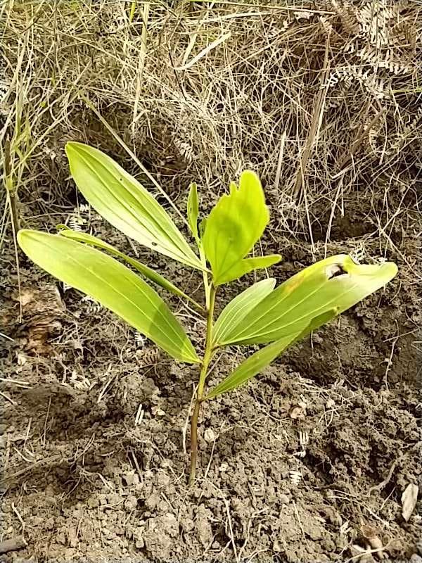 tree image