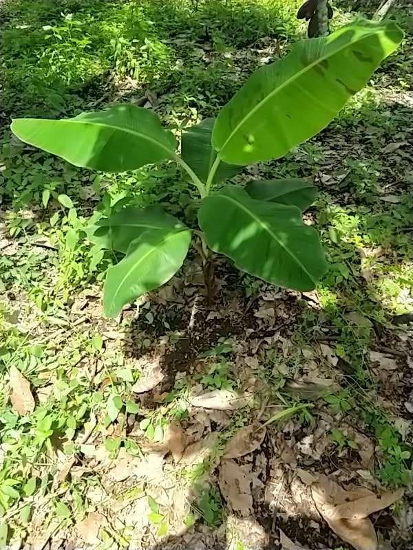 tree image