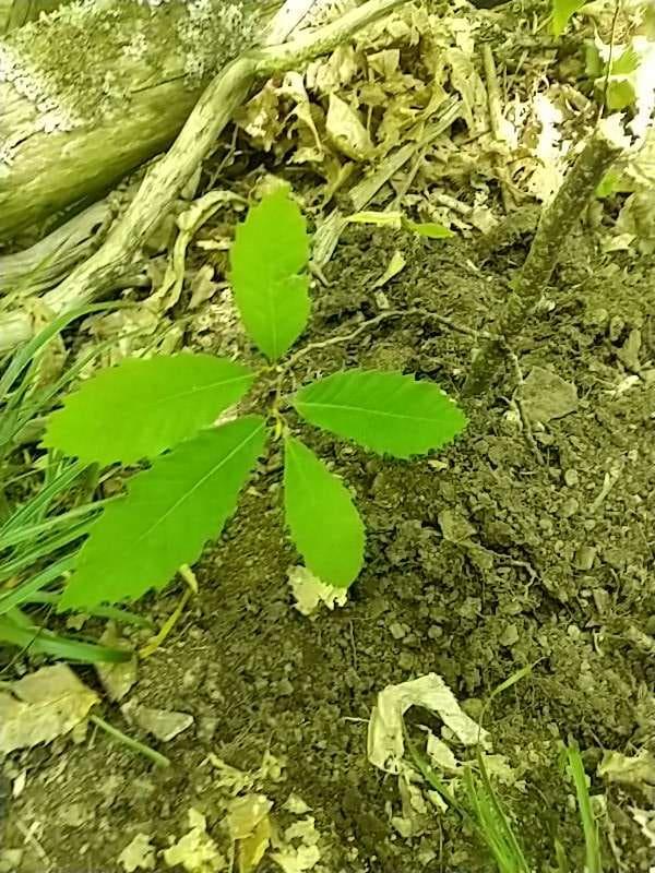tree image