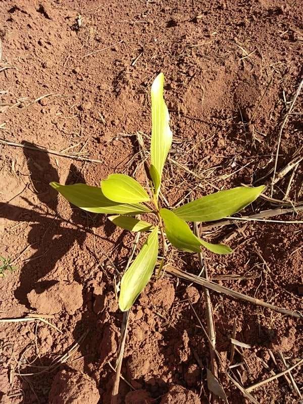 tree image