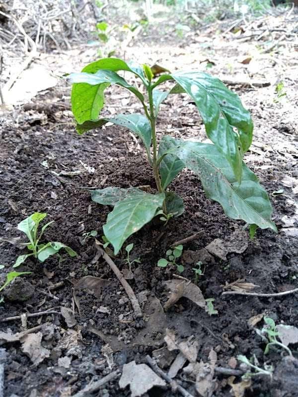 tree image
