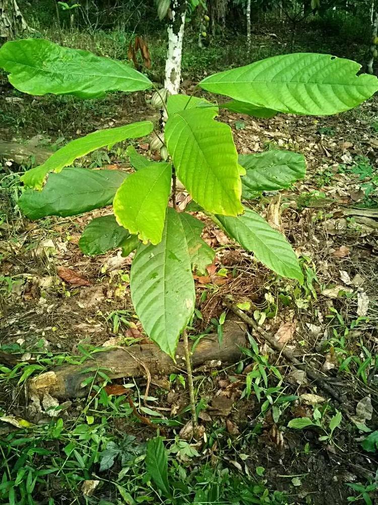 tree image