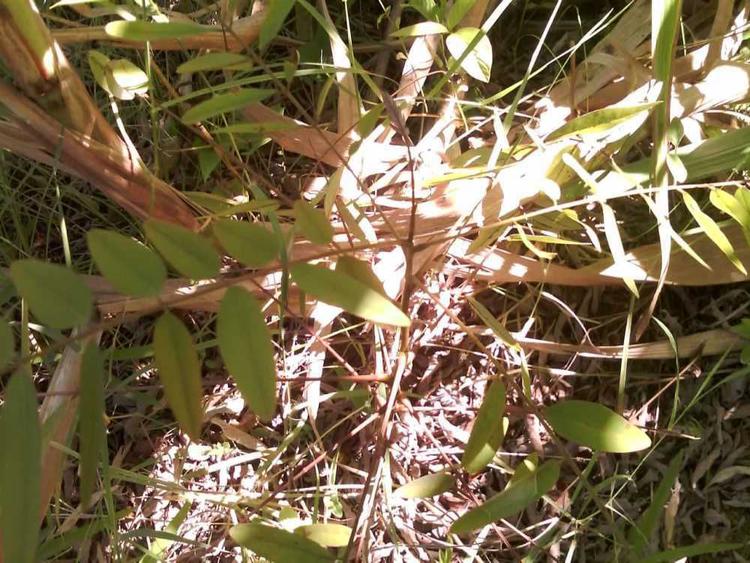 tree image