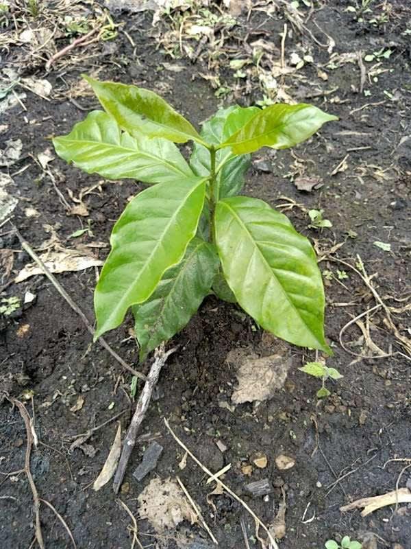 tree image