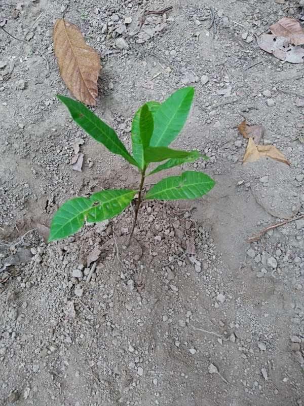 tree image