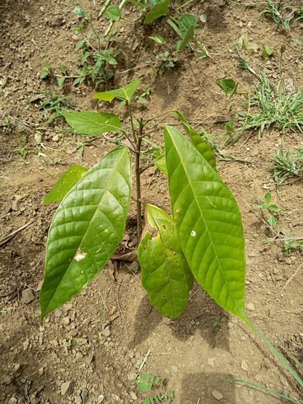 tree image