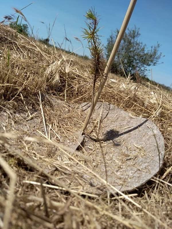 tree image