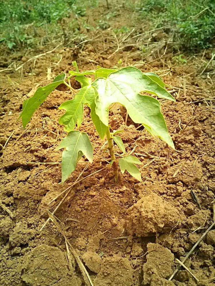 tree image