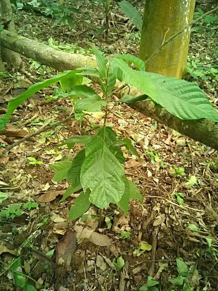 tree image