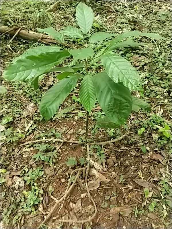 tree image