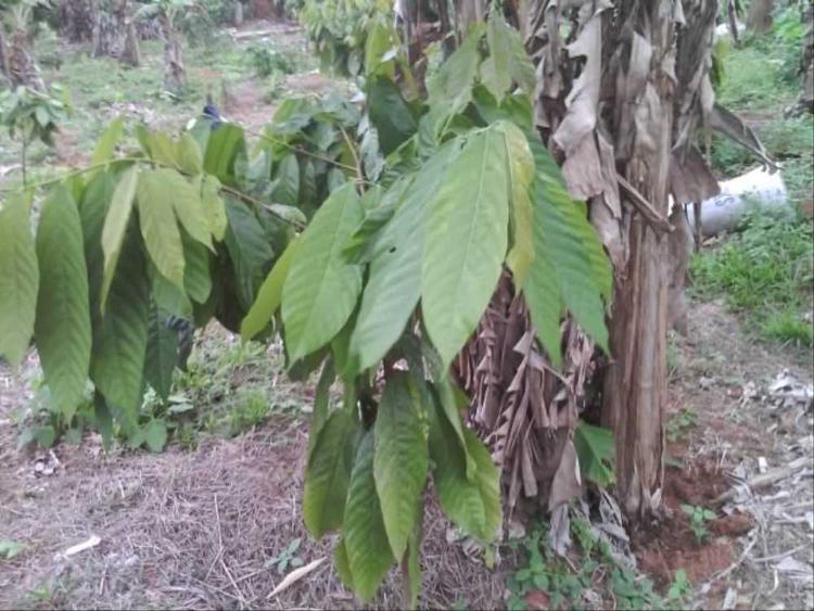 tree image