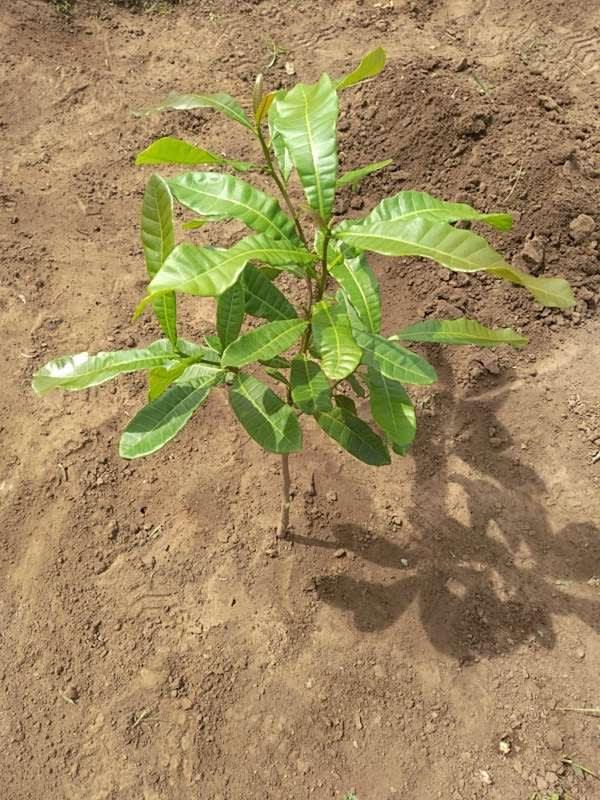 tree image