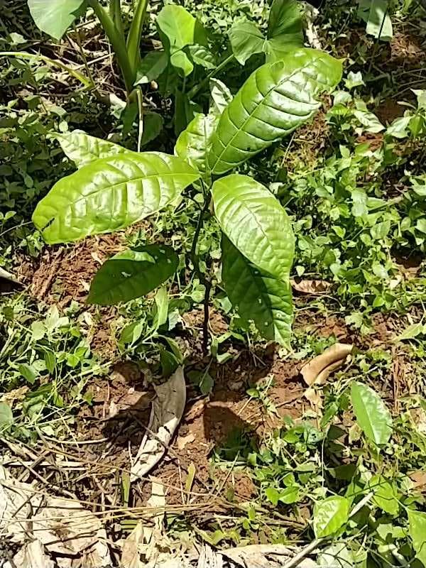 tree image