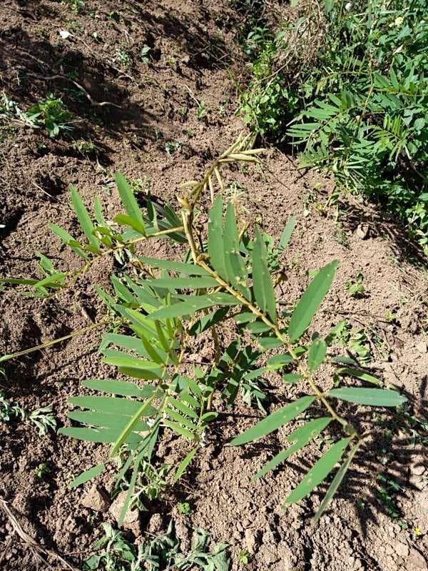 tree image