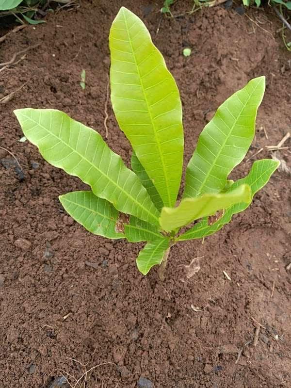tree image