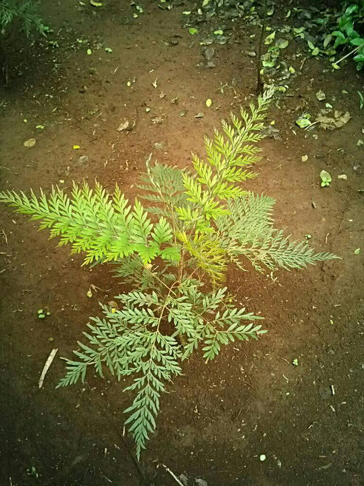 tree image