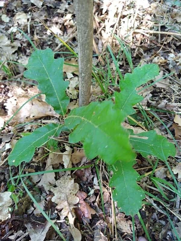 tree image