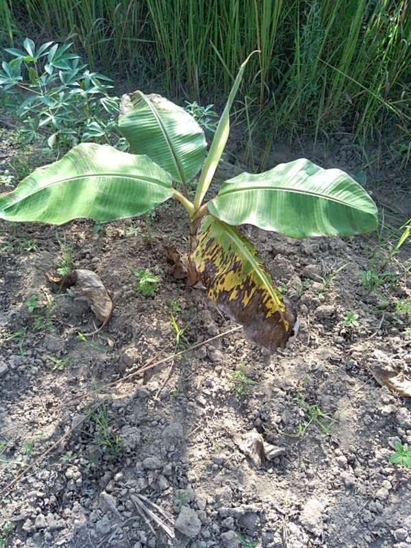 tree image
