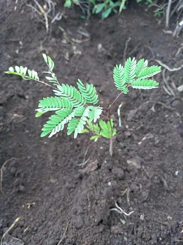 tree image