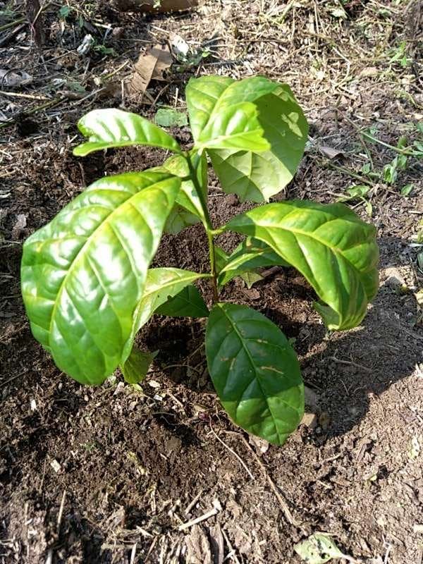 tree image