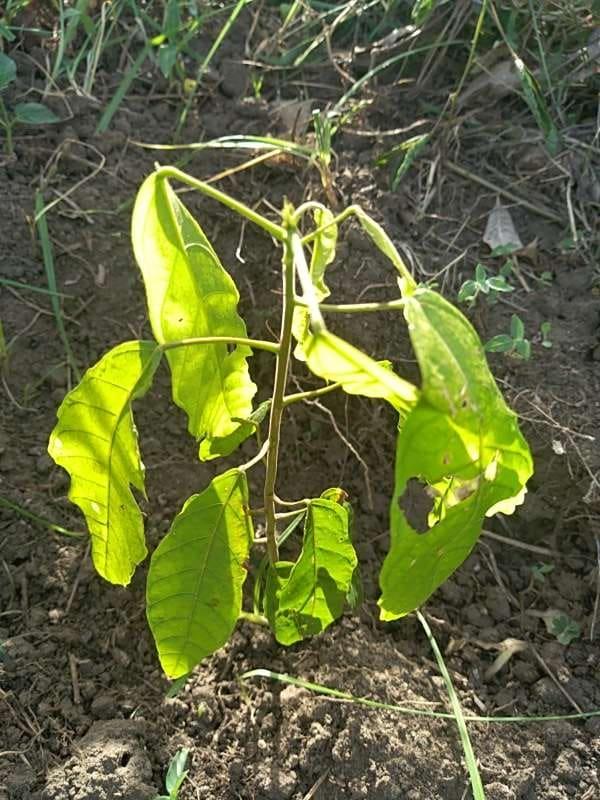 tree image