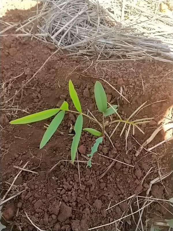 tree image