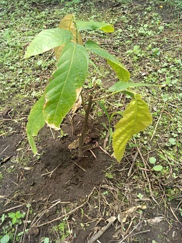 tree image