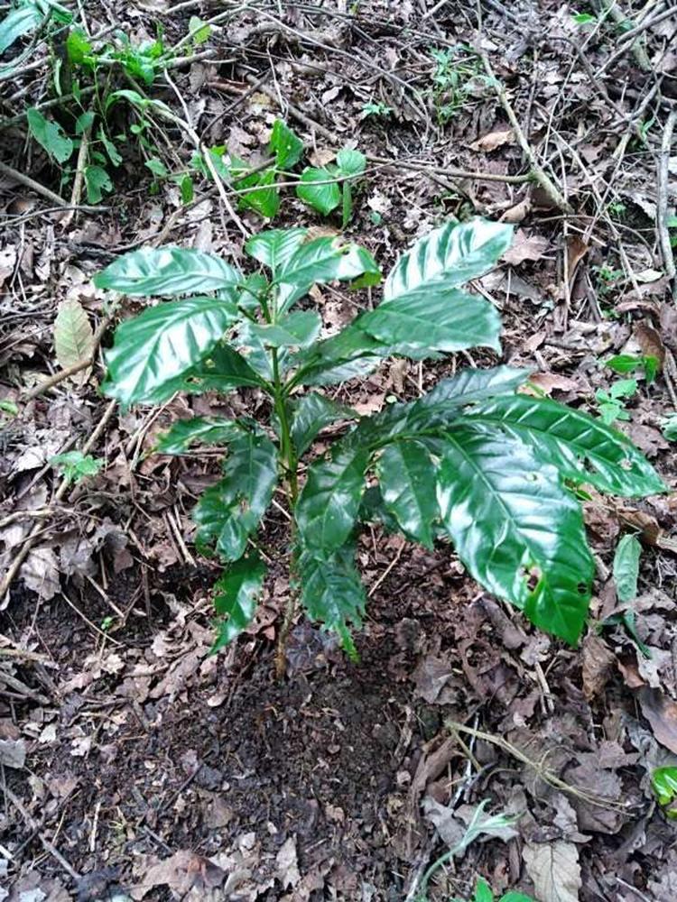 tree image