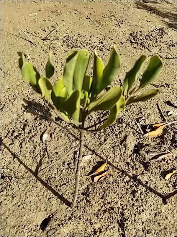tree image