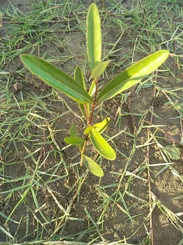 tree image