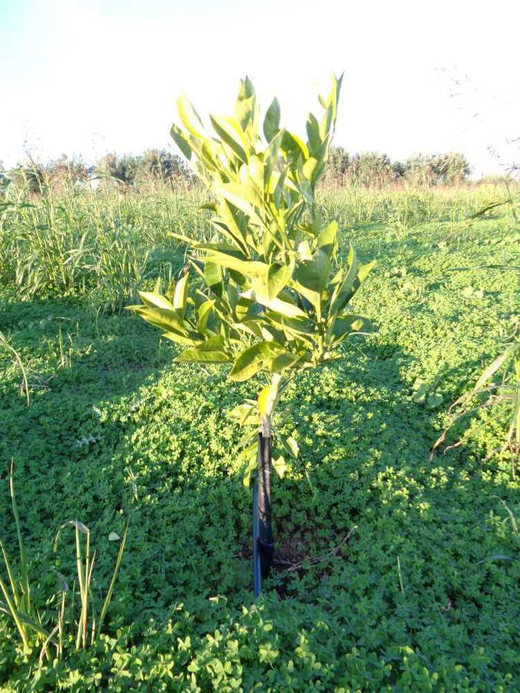 tree image