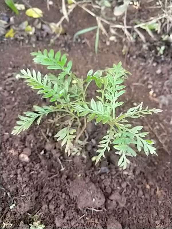 tree image
