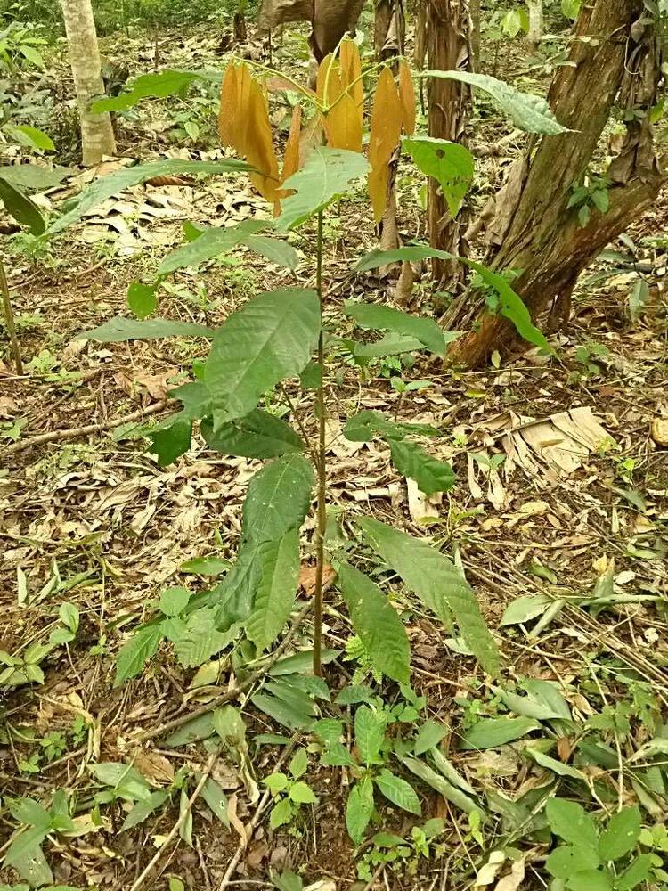 tree image