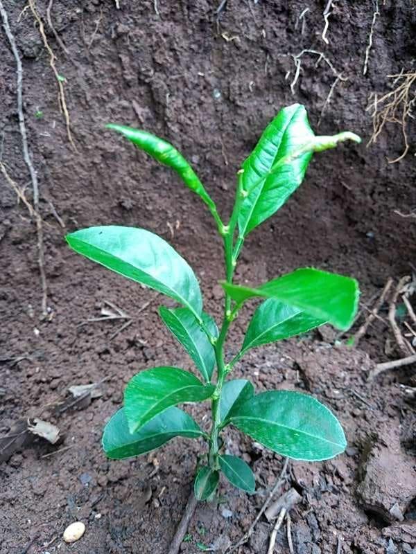tree image