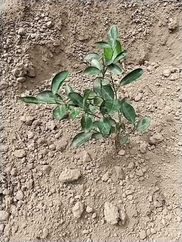 tree image