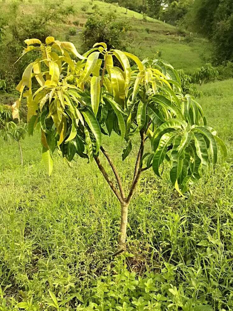tree image