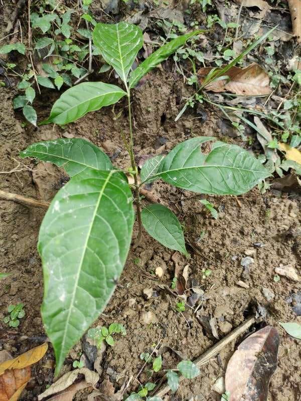 tree image