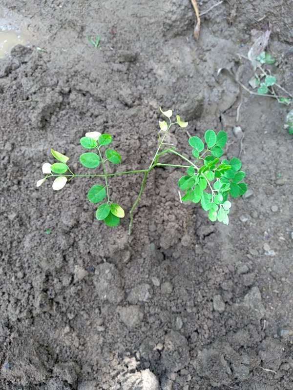 tree image