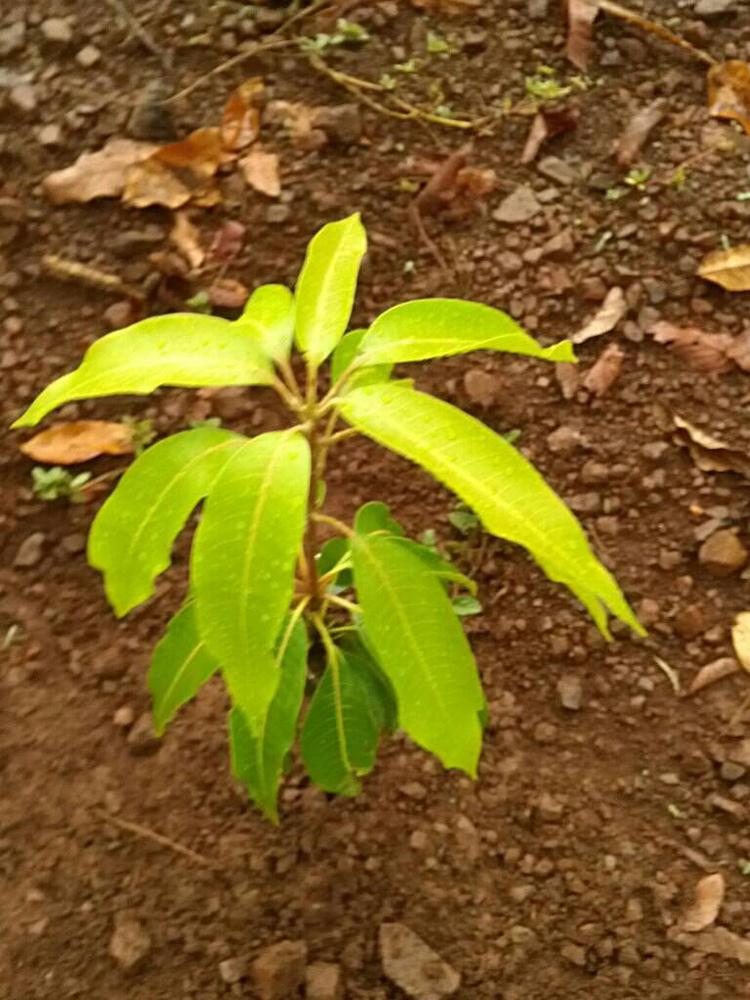 tree image