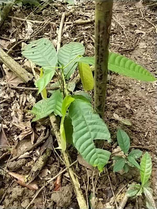 tree image