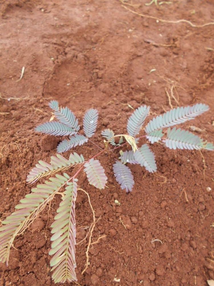 tree image