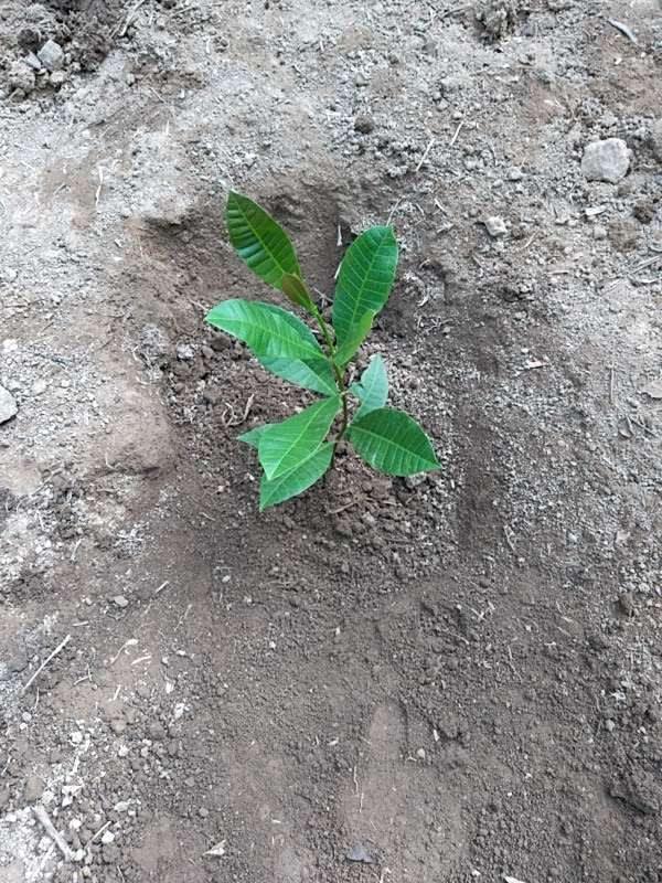 tree image